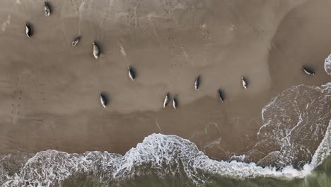 seals on a offshore sandbank in the dutch delta playing, sunning and fishing, wide drone shot