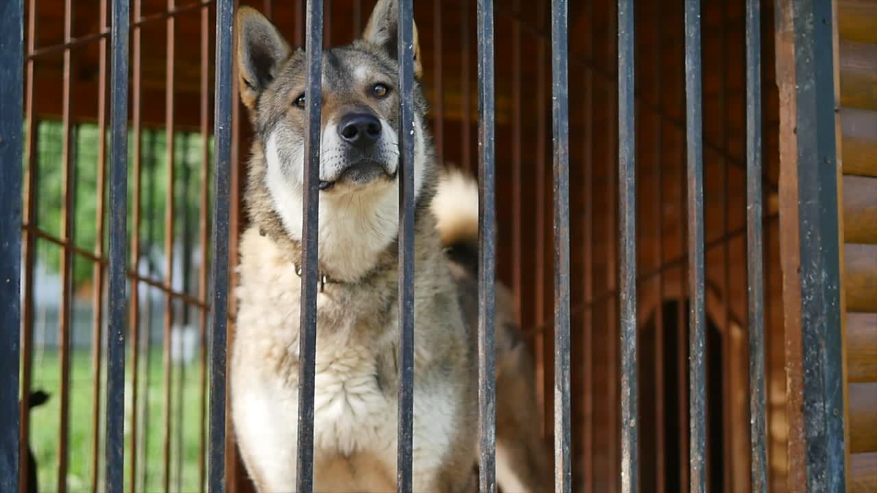 el perro está ladrando en la jaula