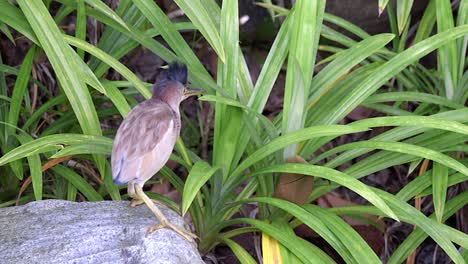 Little-Yellow-Bittern-Standing-On-A-Rock-And-Looking-Around---Close-up