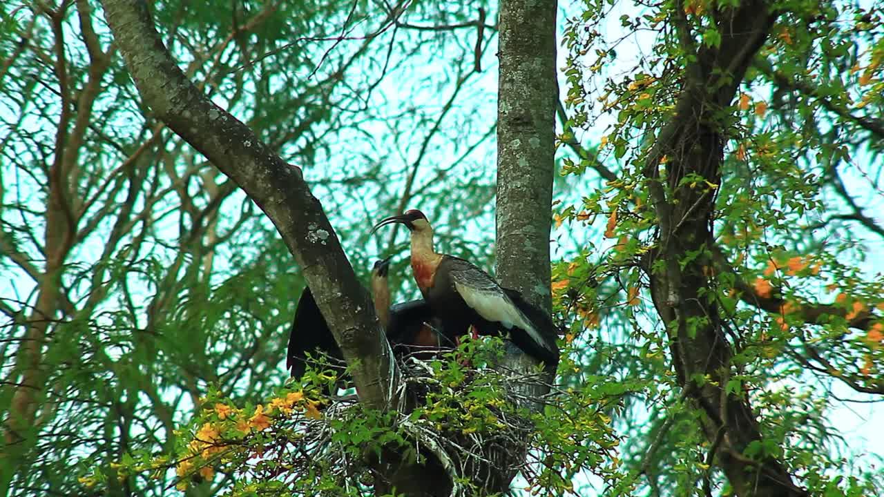 South America's emblematic bird: The buff-necked Ibis