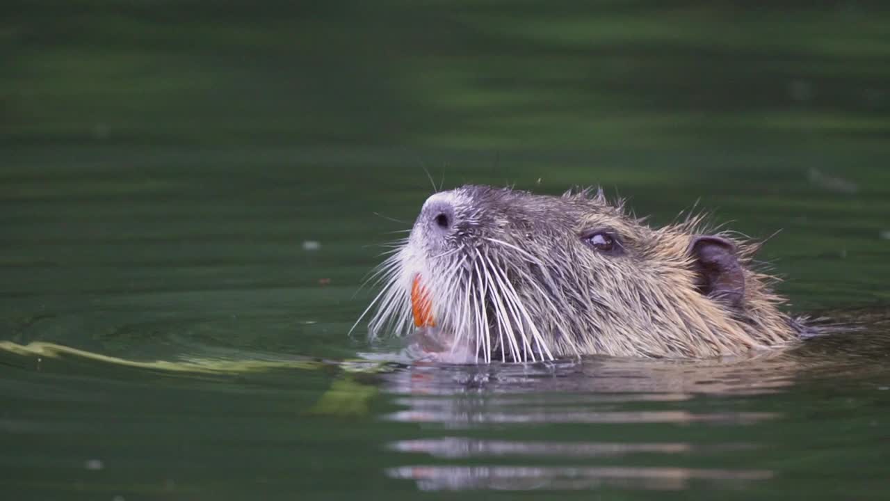 연못에 떠있는 동안 주황색 이빨을 가진 식물을 먹는 coypu 반수생 설치류의 닫습니다