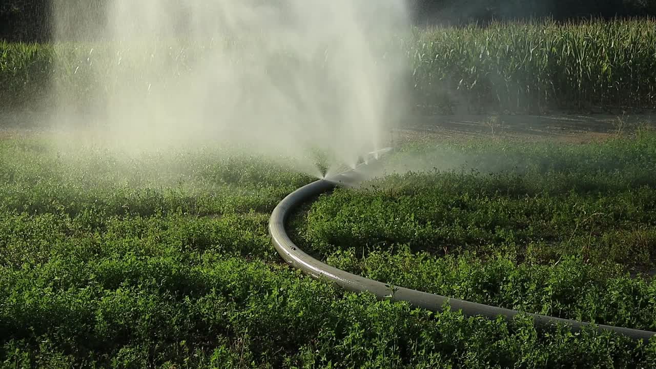 Spreco di acqua preziosa durante una crisi idrica, un tubo per l'irrigazione agricola perde acqua da diversi fori.