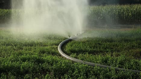 Desperdiciando-Agua-Preciosa-Durante-Una-Crisis-De-Agua,-La-Manguera-De-Riego-Agrícola-Filtra-Agua-De-Varios-Agujeros