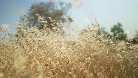 Nahaufnahme-Eines-Maisfeldes,-Das-Sich-An-Einem-Sonnigen-Tag-In-Einer-Brise-Bewegt