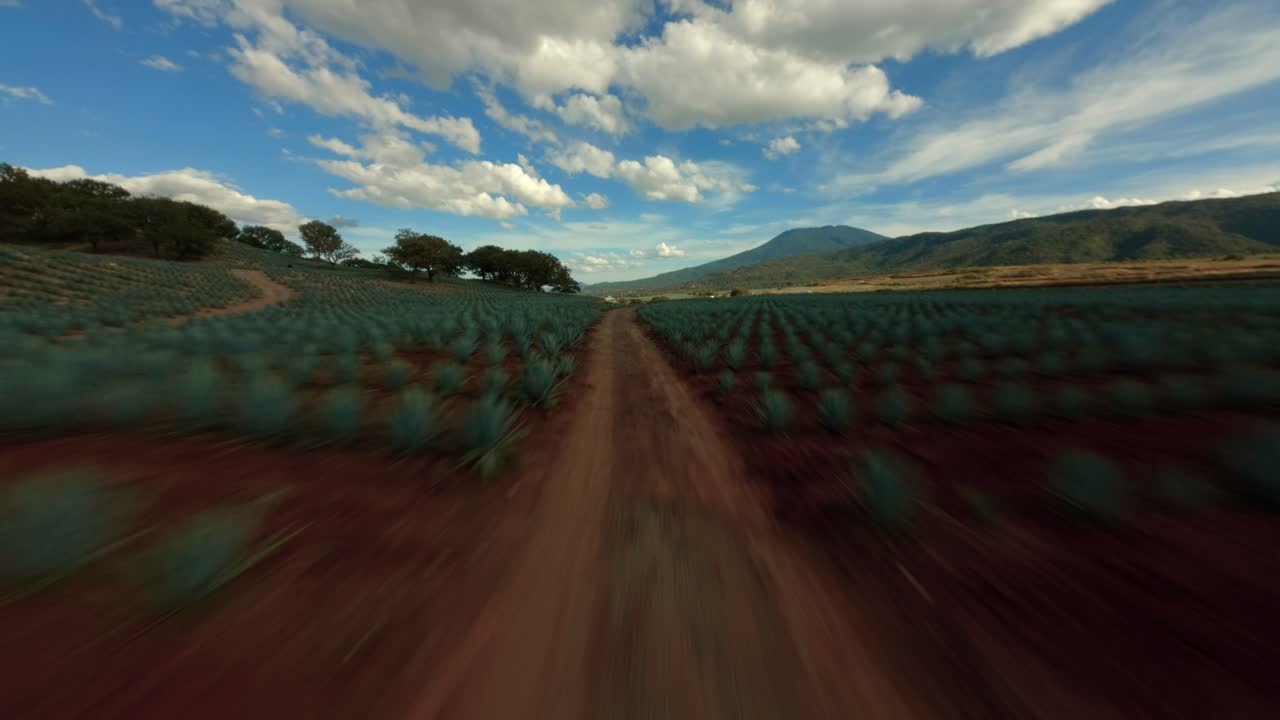 drone fpv: sobrevolando campos de agave en tequila