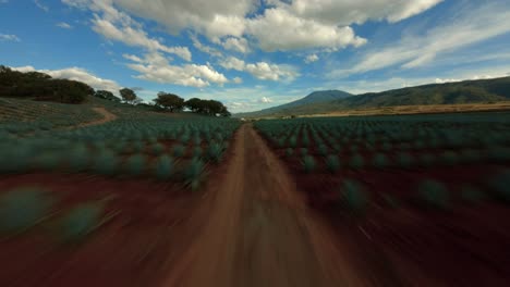 Drone-Fpv:-Sobrevolando-Campos-De-Agave-En-Tequila