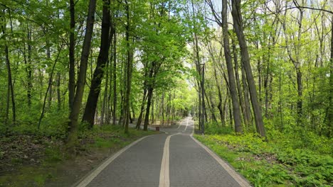 Walking-outdoor-forest-track-during-a-beautiful-summer-day-with-lush-greenery,-grass,-leaves-and-trees