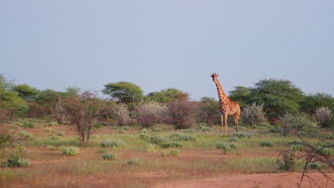 giraffe in african savanna