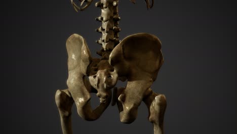 bones-of-the-Human-skeleton