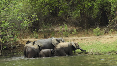 Six-African-elephants-reaching-and-climbing-embankment-after-crossing-a-river