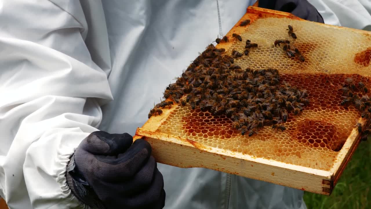 Beekeepers holding and examining beehive