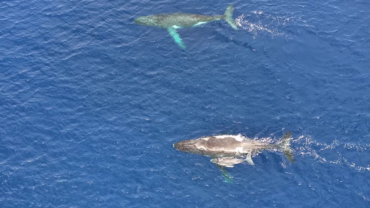 바다 표면에서 크루즈하는 드론에 의해 발견 된 고래 가족