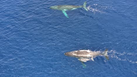 familia de ballenas descubierta por un avión no tripulado en la superficie del océano