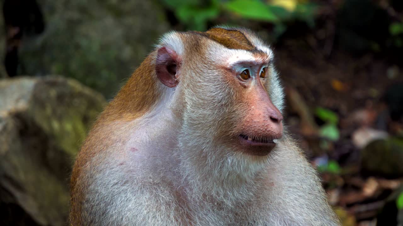 un portador de un mono en una selva tropical. cara grande, emociones de primates