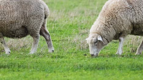a detailed view of sheep feeding on lush green grass in a serene field setting.