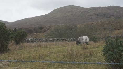 Ovejas-Pastando-En-Las-Montañas-De-Irlanda