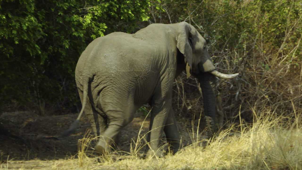 Bull elephant moves away and walks towards a bush. Green grass in foreground. Shot during dry season in Africa.
