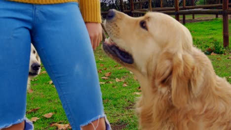 Woman-playing-with-her-dogs-in-ranch-4k