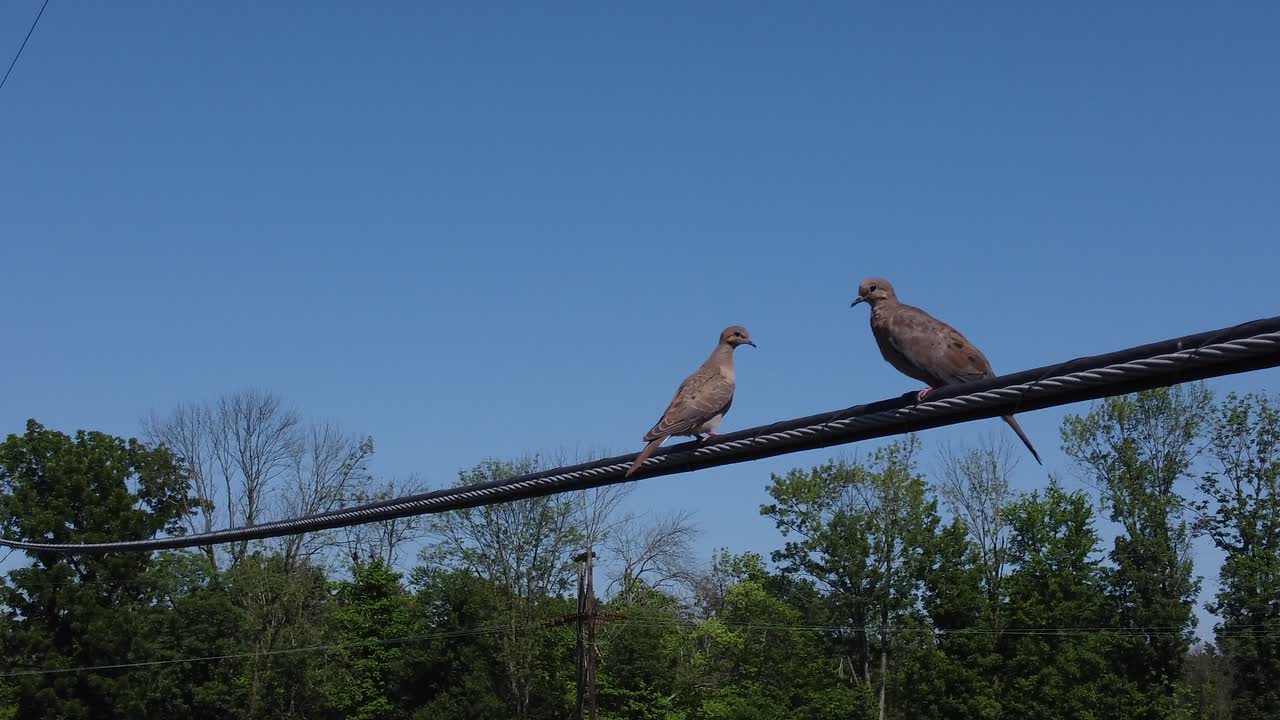 Zwei Vögel sitzen auf einer Stromleitung an einem sonnigen Tag-1