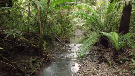 immersive flight through thick and green jungle or forest