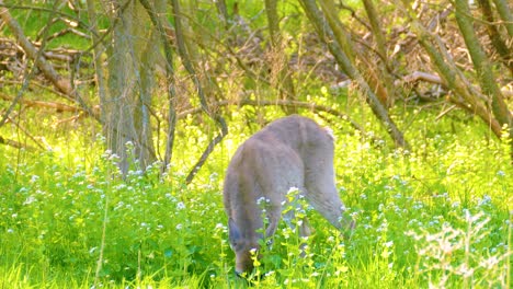 deer grazing in a spring meadow