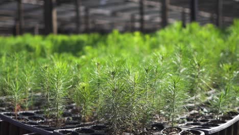 Pinos-Verdes-Vibrantes-Que-Crecen-En-Una-Bandeja-De-Semillas-Dentro-De-Un-Invernadero