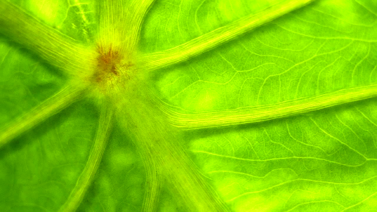 un primerísimo plano de clorofila verde en una hoja de planta