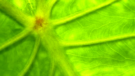 un primerísimo plano de clorofila verde en una hoja de planta