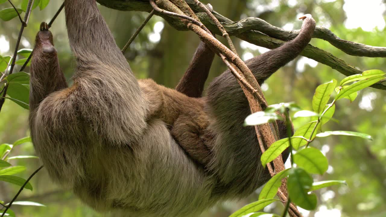 Un bradipo dal pelo marrone porta il suo cucciolo mentre pende dai rami in una lussureggiante foresta pluviale tropicale.
