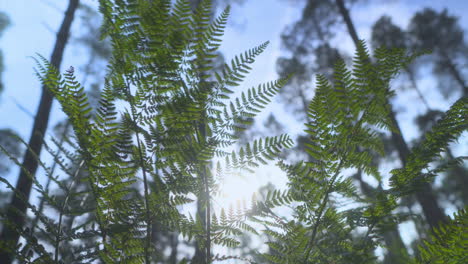 la luz del sol filtrando a través de las hojas de helecho en el bosque de otoño inglés