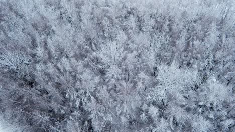 Vista-Aérea-De-Un-Bosque-Caducifolio-Cubierto-De-Nieve-Durante-El-Invierno