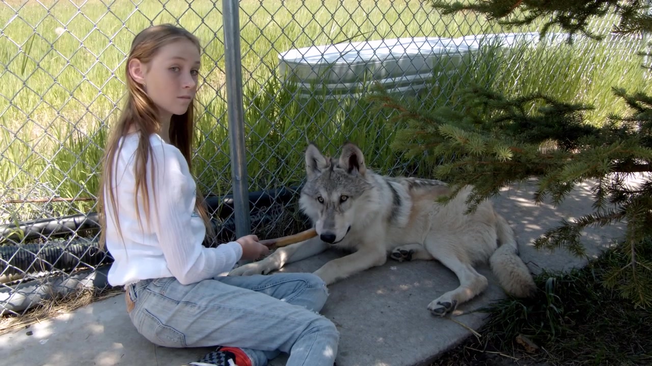 A grey wolf called Koa.