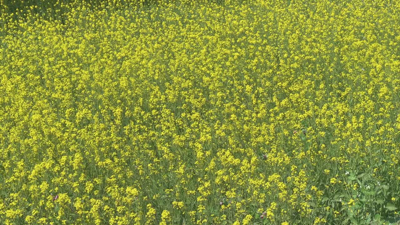 Mustard field flowering in spring with vibrant yellow flowers