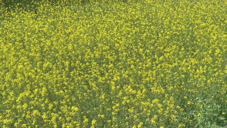 mustard field flowering in spring with vibrant yellow flowers