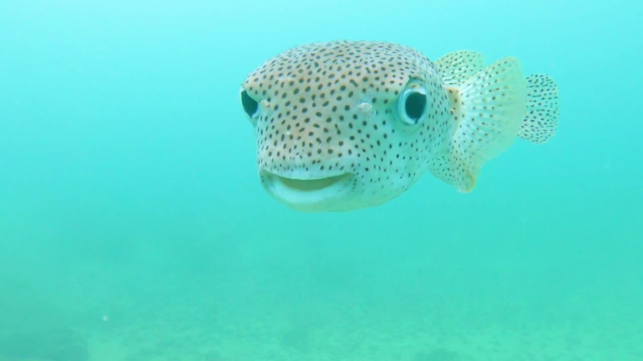Starry Puffer Fish turns to smile at GoPro in slow motion