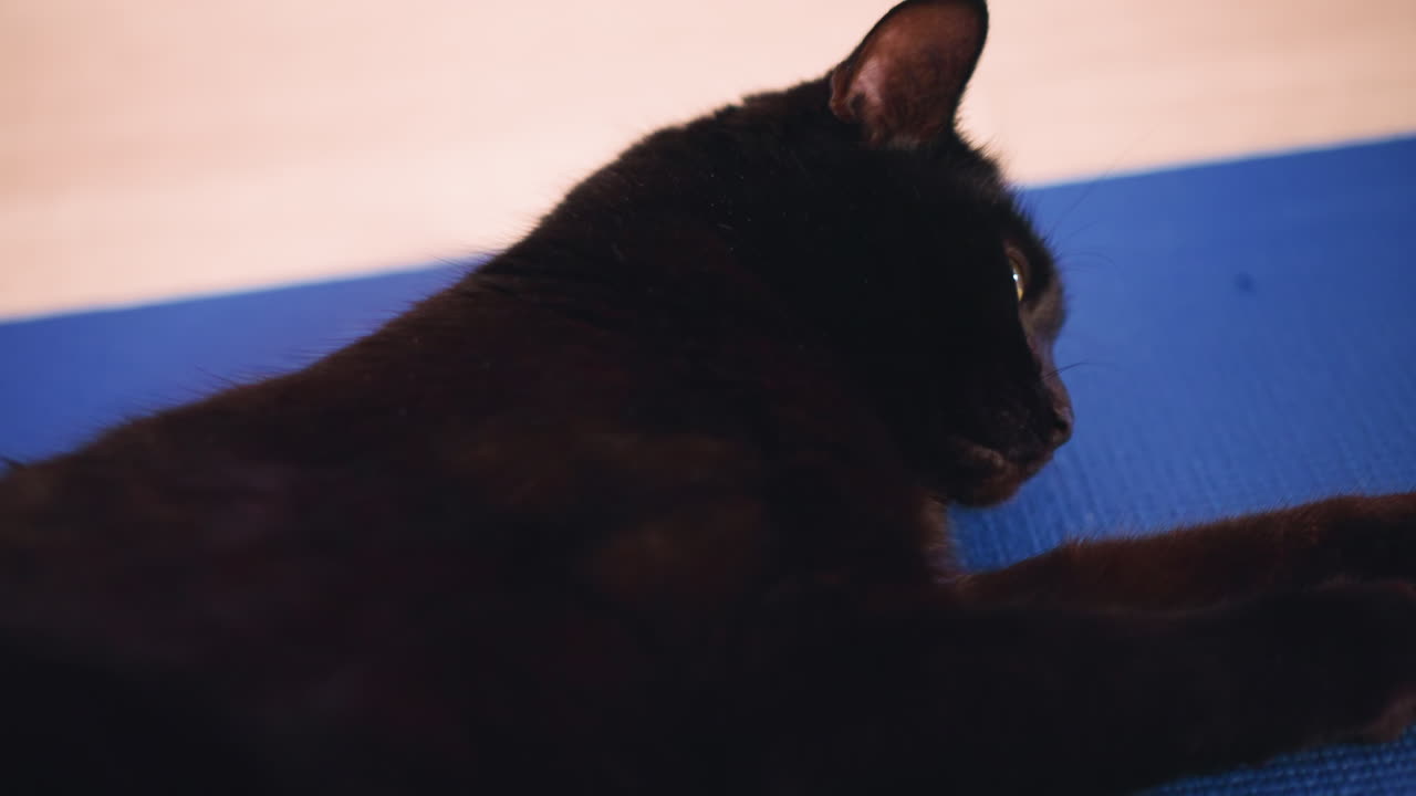Indoor Cat Relaxing Under Gentle Light Illumination, Relaxed Black Feline Caring For Itself In Cozy Indoor Environment, Tranquil Black Cat Lies On Mat With Human Displaying Gentle Trust And Fondness