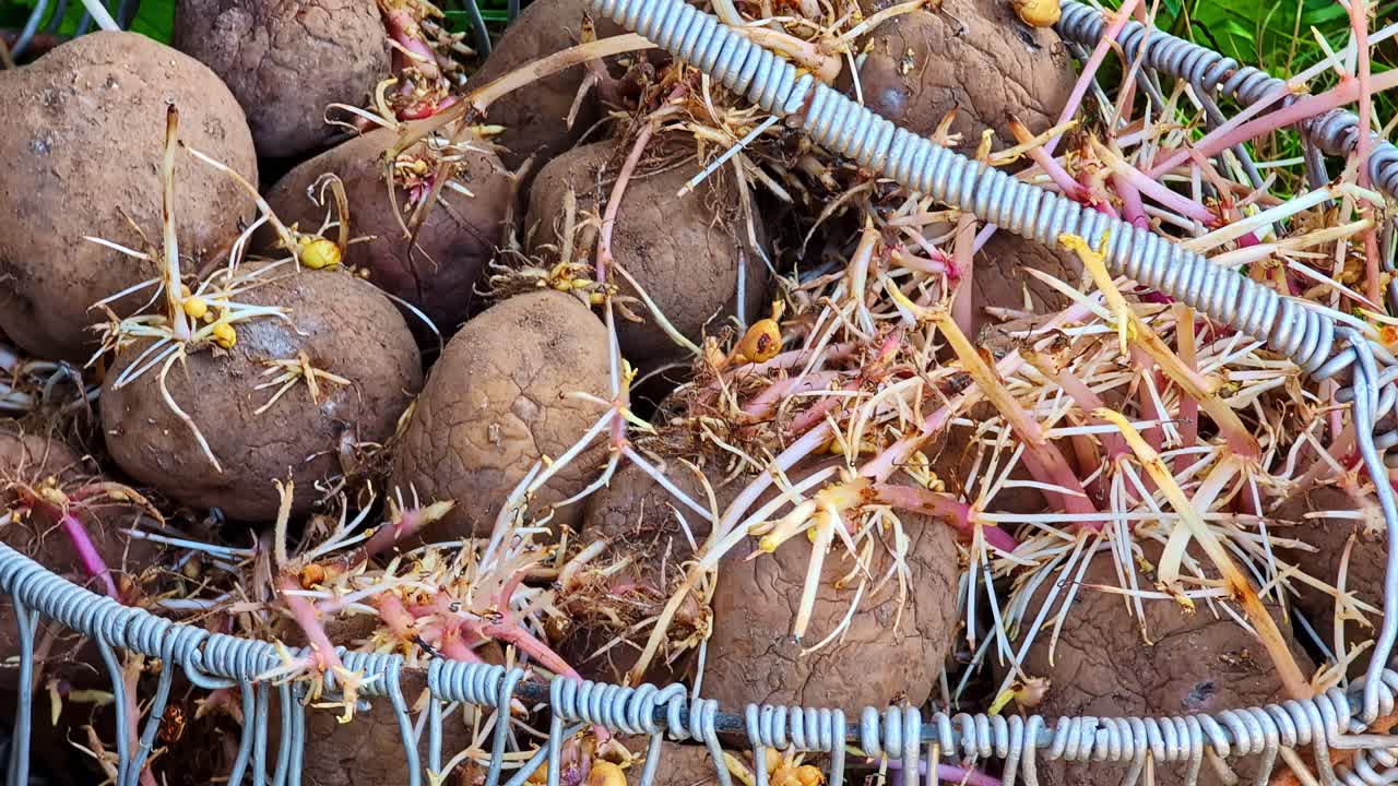 Sprouted seed potatoes stored in wire basket for planting in vegetable garden