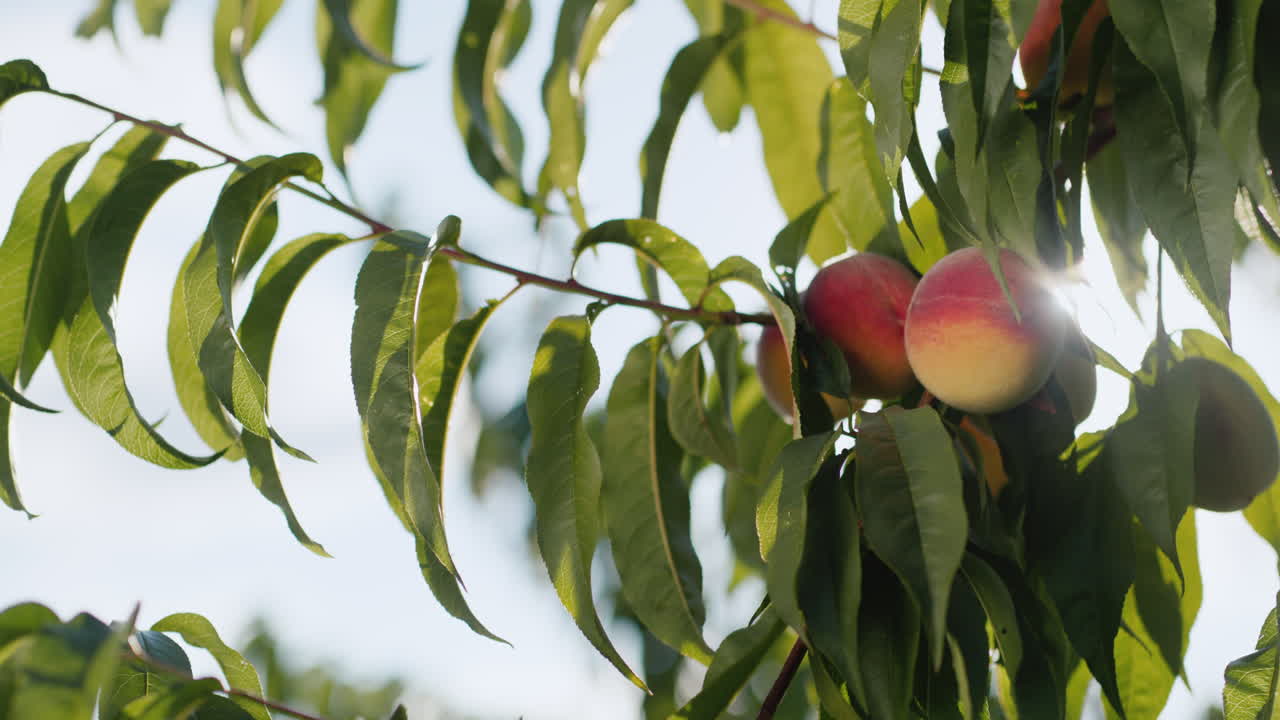 Un ramo con pesche mature che ondeggia al vento