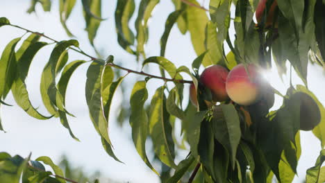 a branch with ripe peaches swaying in the wind