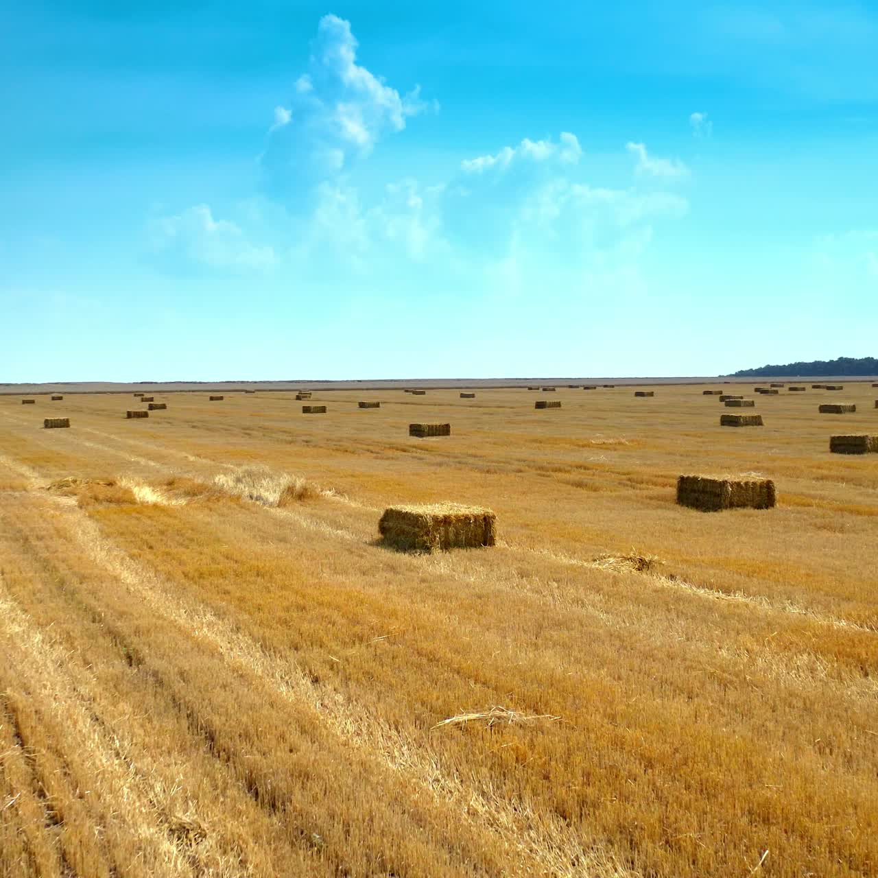 Yellow field with pressed bales under blue sky. Harvested wheat field where the straw stacked into bales. Fight over square bales of dry straw