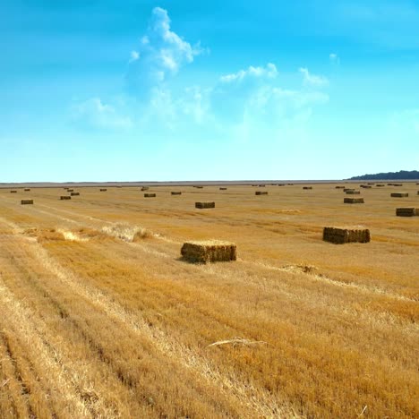 yellow field with pressed bales under blue sky. harvested wheat field where the straw stacked into bales. fight over square bales of dry straw