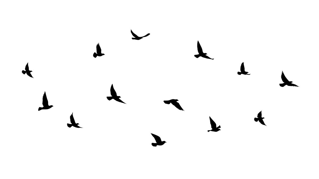 색 바탕에 날아다니는 새 실루, 일러스트레이션 모션 그래픽 비디오, 디자인을 위한 자연 패턴, 고립된 새 날아다닌 새, 문신 디자인