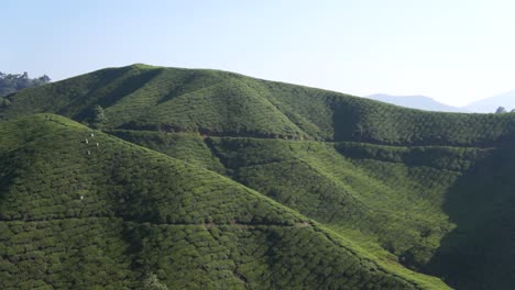 vista del valle de la plantación de té en cameron highland, malasia durante el día