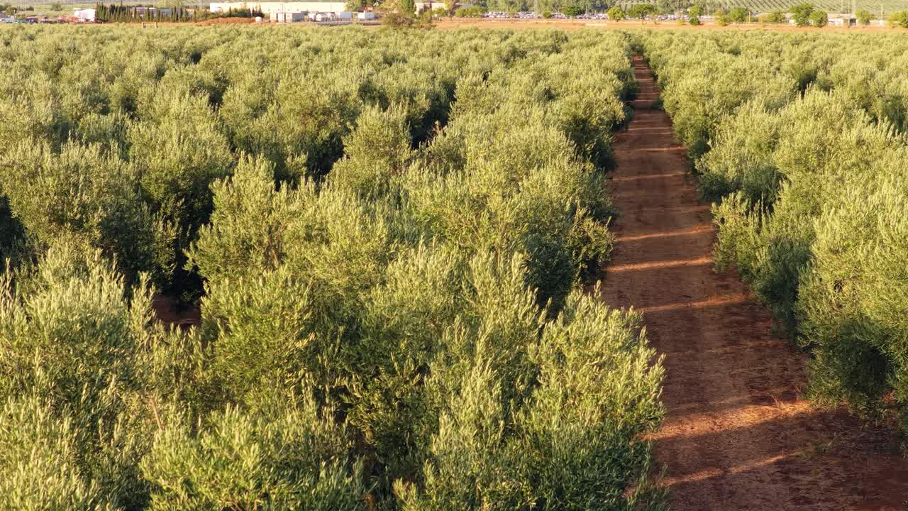 Vista aerea dell'Olive Grove