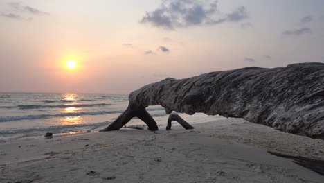 tree root reaching for the water on the beach during sunset