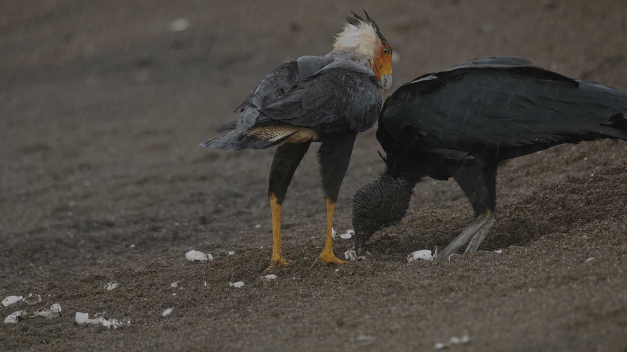 caracara y buitre negro compiten por los huevos de tortuga presa en la playa de costa rica