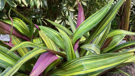 close up variegated rhoeo plant in botanic garden greenhouse