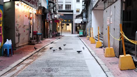 pigeons gather in a quiet urban alley