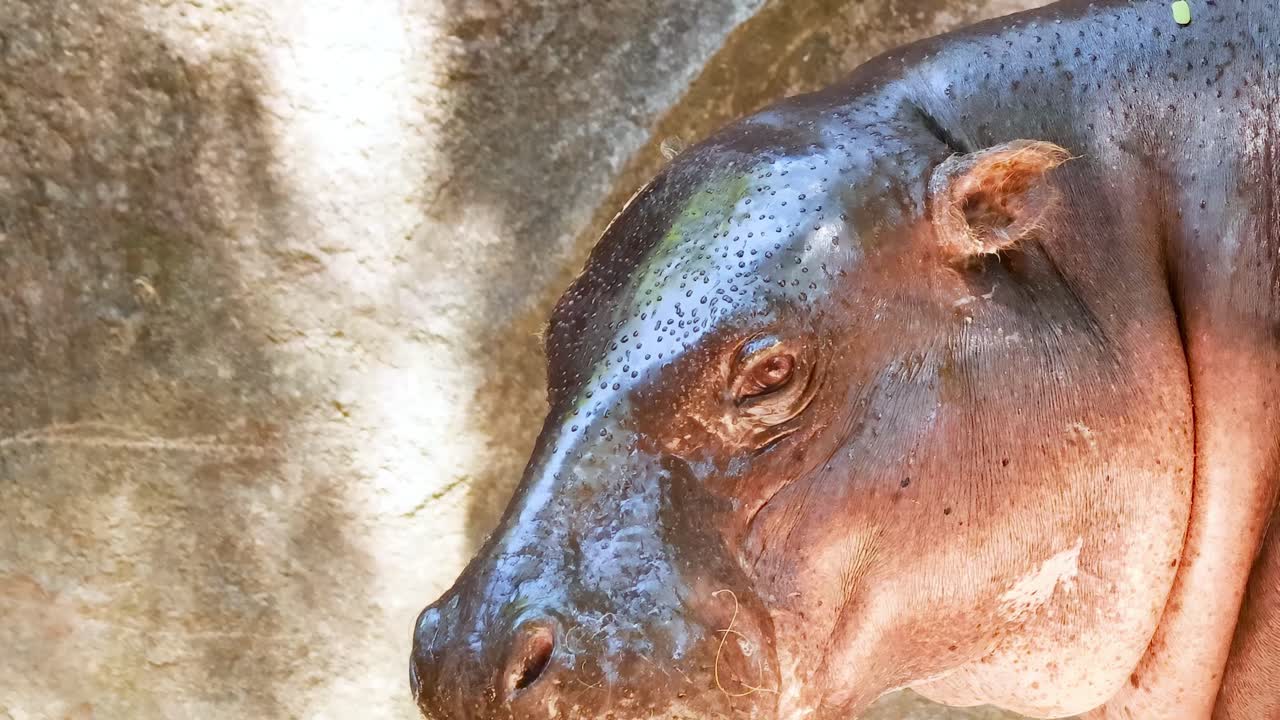 Close-up of a pygmy hippopotamus basking in sunlight, showcasing its skin texture and calm demeanor.
