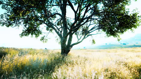 viejo árbol de tilo en la colina de otoño meadowy